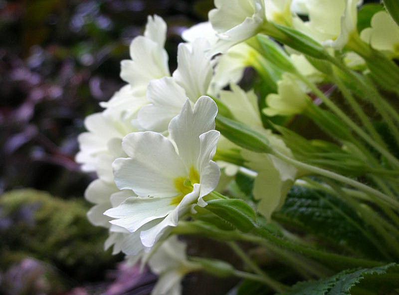Primula vulgaris (=acaulis) / Primula comune